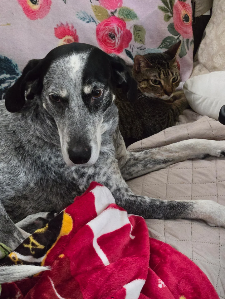 Cheezburger Image 10623390464