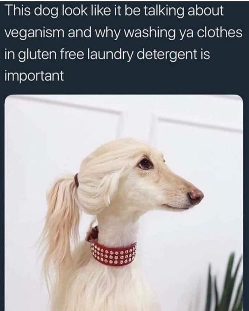 This dog look like it be talking about veganism and why washing ya clothes in gluten free laundry detergent is important