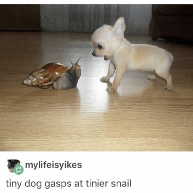 mylifeisyikes tiny dog gasps at tinier snail