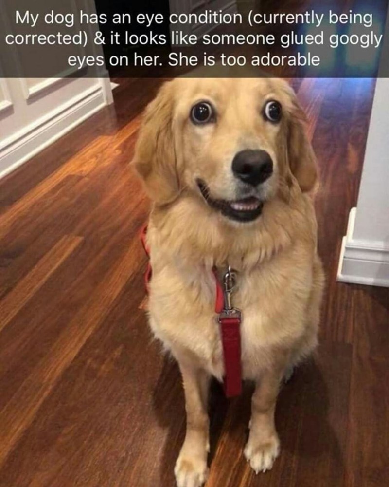 My dog has an eye condition (currently being corrected) & it looks like someone glued googly eyes on her. She is too adorable