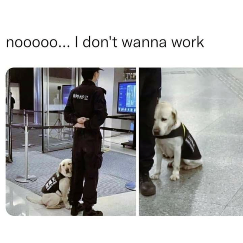 nooooo... I don't wanna work 特种大护卫