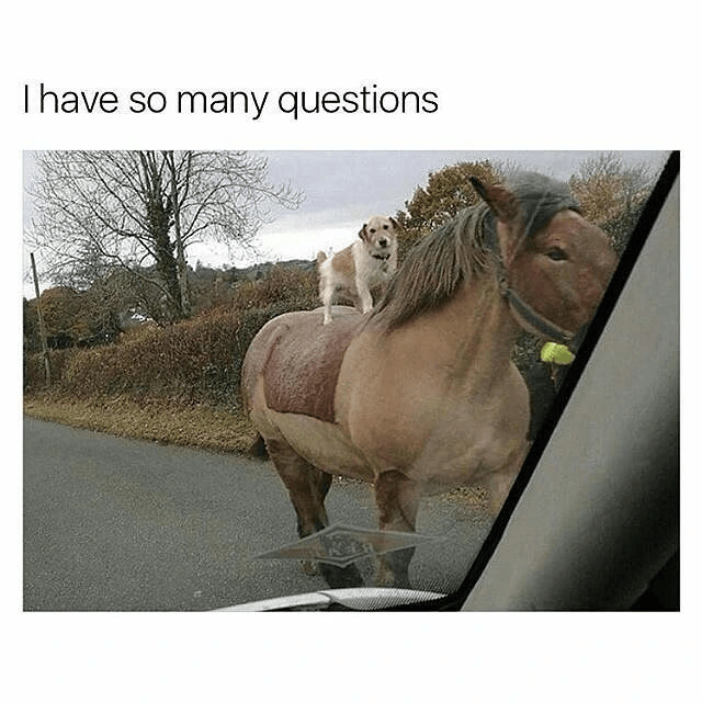 I have so many questions