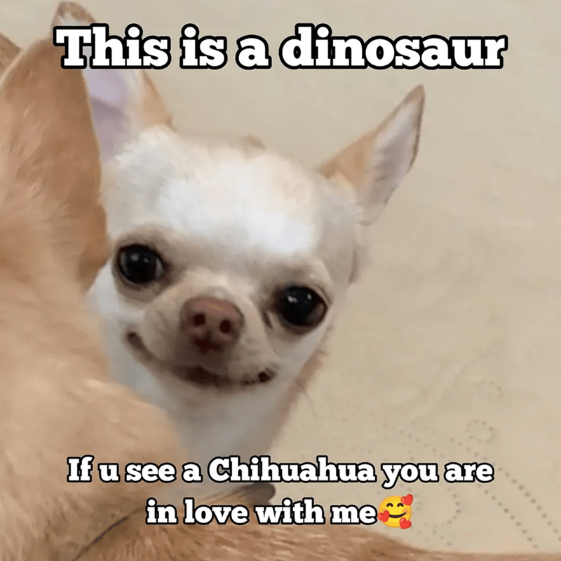 This is a dinosaur If u see a Chihuahua you are in love with me