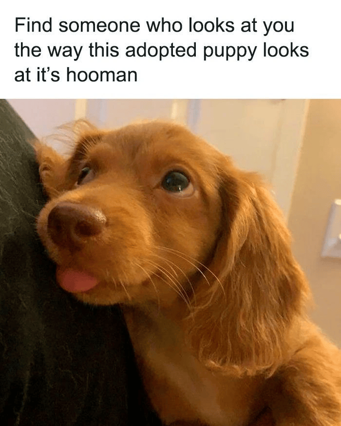 Find someone who looks at you the way this adopted puppy looks at it's hooman