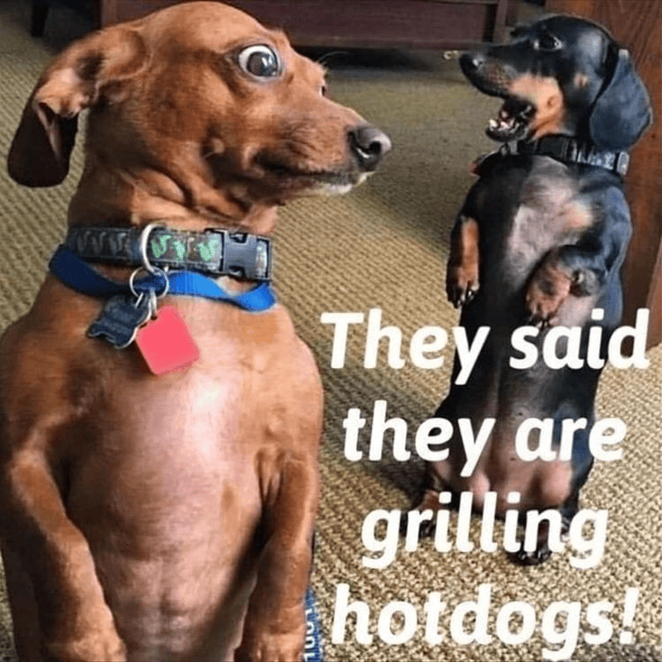 They said they are grilling hotdogs!