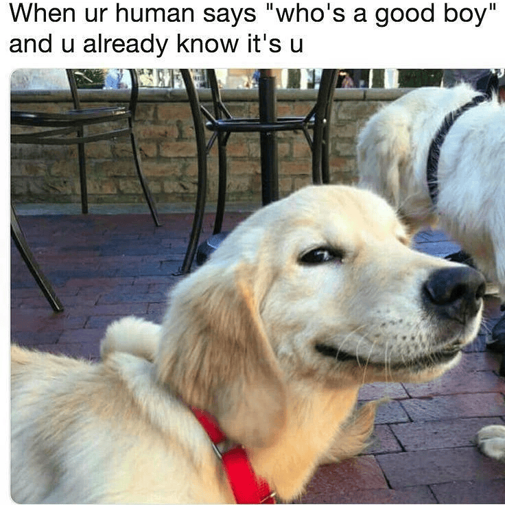 When ur human says "who's a good boy" and u already know it's u