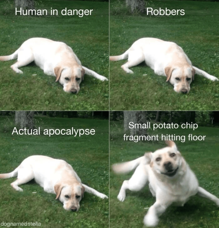 Human in danger Robbers Actual apocalypse Small potato chip fragment hitting floor dognamedstella