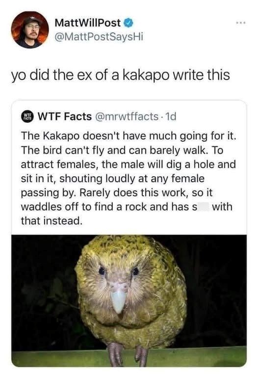 MattWillPost → @MattPostSaysHi yo did the ex of a kakapo write this WWTF Facts @mrwtffacts. 1d The Kakapo doesn't have much going for it. The bird can't fly and can barely walk. To attract females, the male will dig a hole and sit in it, shouting loudly at any female passing by. Rarely does this work, so it waddles off to find a rock and has s with that instead.