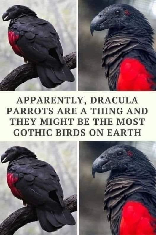 APPARENTLY, DRACULA PARROTS ARE A THING AND THEY MIGHT BE THE MOST GOTHIC BIRDS ON EARTH