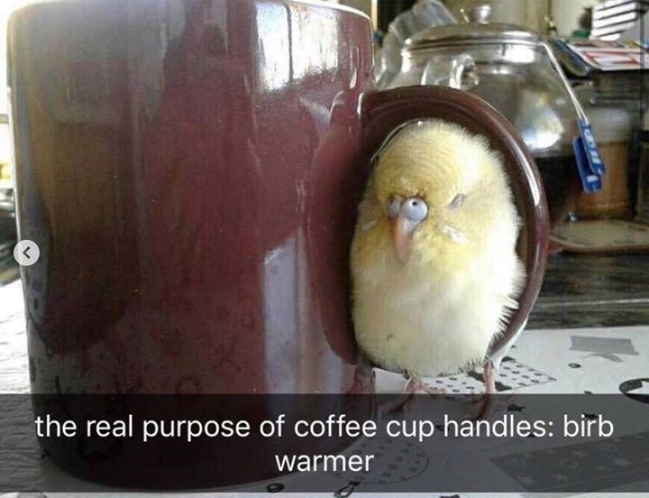 the real purpose of coffee cup handles: birb warmer