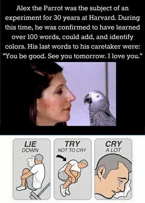Alex the Parrot was the subject of an experiment for 30 years at Harvard. During this time, he was confirmed to have learned over 100 words, could add, and identify colors. His last words to his caretaker were: "You be good. See you tomorrow. I love you." LIE DOWN TRY NOT TO CRY CRY A LOT