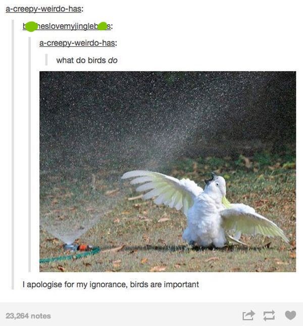 a-creepy-weirdo-has: theslovemyjinglebs: a-creepy-weirdo-has: what do birds do I apologise for my ignorance, birds are important 23,264 notes