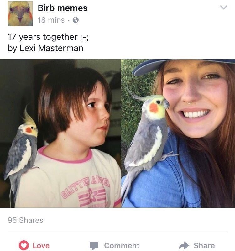 Birb memes 18 mins. 17 years together ;-; by Lexi Masterman 95 Shares GLITTE AND Love Comment Share