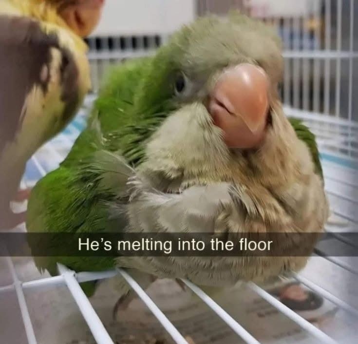 He's melting into the floor