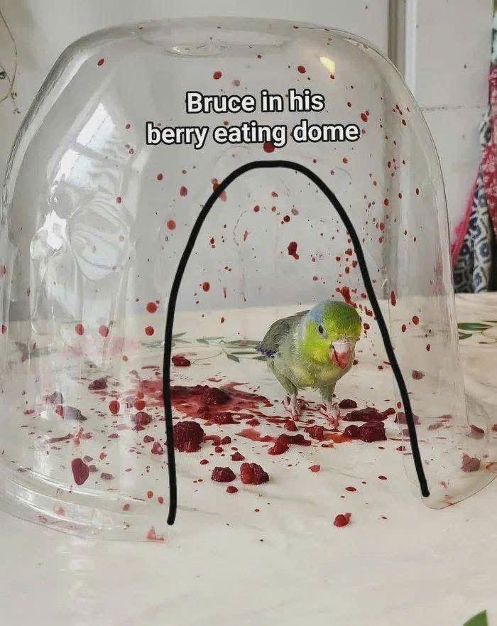 Bruce in his berry eating dome