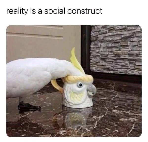 reality is a social construct