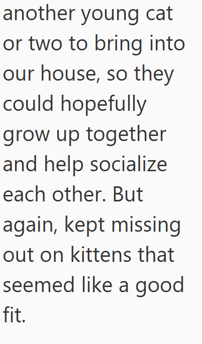 another young cat or two to bring into our house, so they could hopefully grow up together and help socialize each other. But again, kept missing out on kittens that seemed like a good fit.