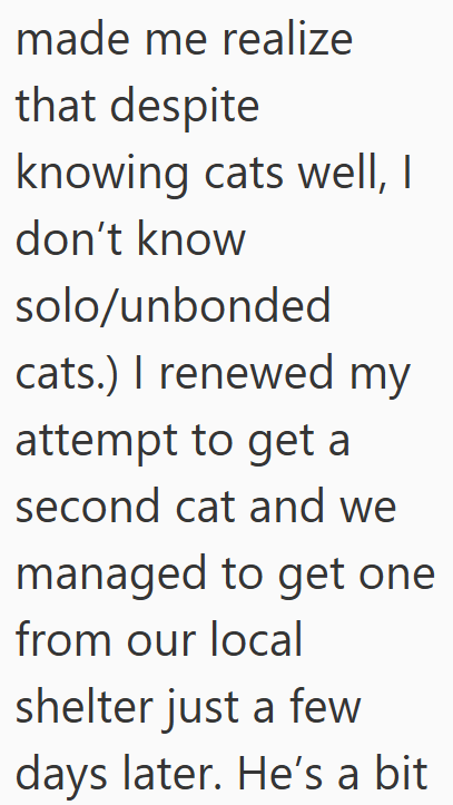 made me realize that despite knowing cats well, I don't know solo/unbonded cats.) I renewed my attempt to get a second cat and we managed to get one from our local shelter just a few days later. He's a bit