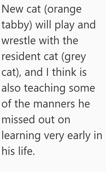 New cat (orange tabby) will play and wrestle with the resident cat (grey cat), and I think is also teaching some of the manners he missed out on learning very early in his life.