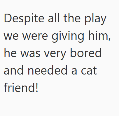 Despite all the play we were giving him, he was very bored and needed a cat friend!