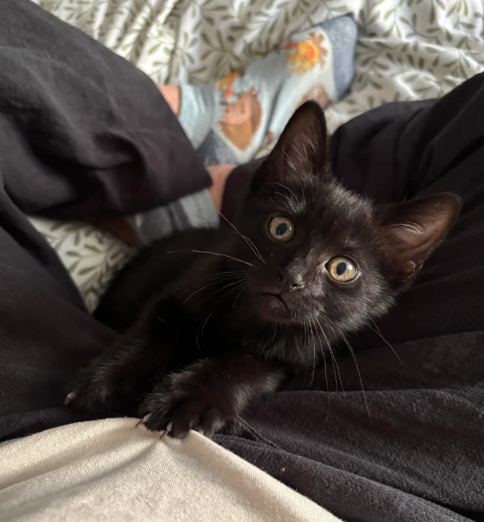 Cheezburger Image 10623471104