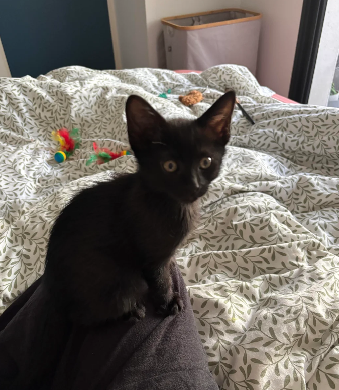 Cheezburger Image 10623472640