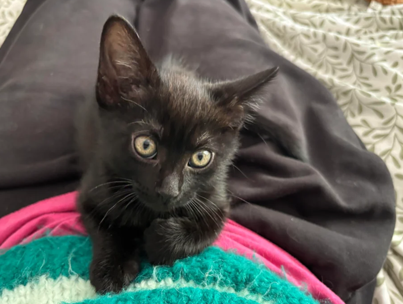 Cheezburger Image 10623472896