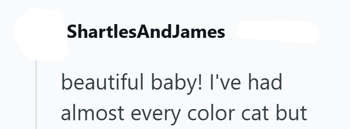 ShartlesAndJames beautiful baby! I've had almost every color cat but