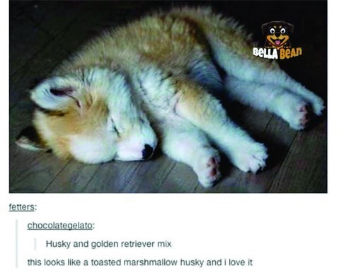 fetters: chocolategelato: Husky and golden retriever mix this looks like a toasted marshmallow husky and I love it BELLA BEAD