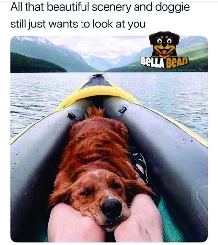 All that beautiful scenery and doggie still just wants to look at you BELLA BEAD