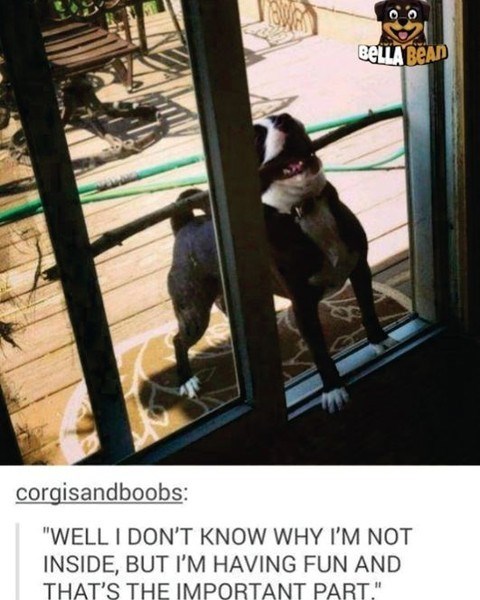 BELLA BEAD corgisandboobs: "WELL I DON'T KNOW WHY I'M NOT INSIDE, BUT I'M HAVING FUN AND THAT'S THE IMPORTANT PART."