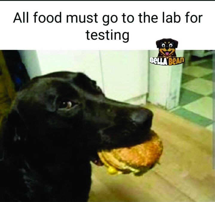All food must go to the lab for testing BELLA BEAD