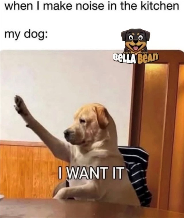when I make noise in the kitchen my dog: BELLA BEAD I WANT IT
