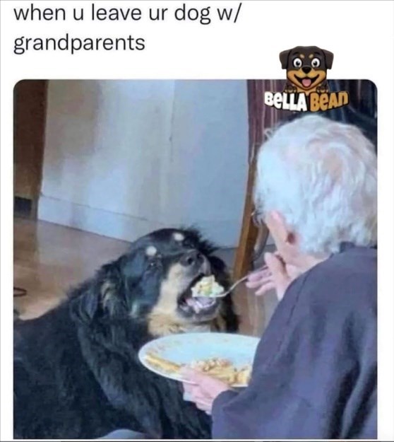 when u leave ur dog w/ grandparents BELLA BEAD