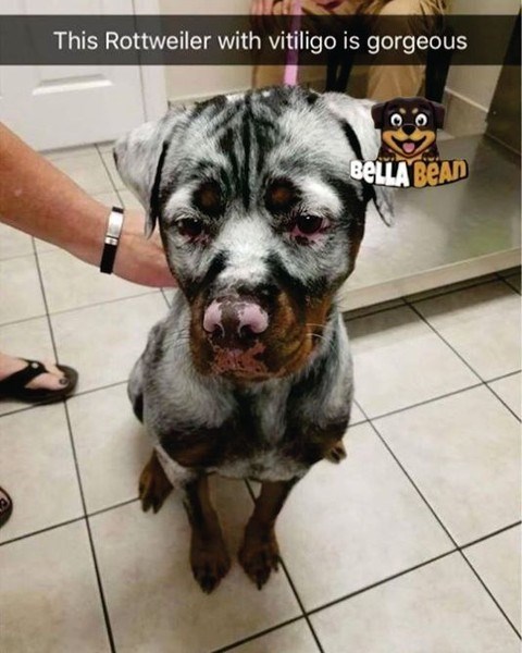 This Rottweiler with vitiligo is gorgeous BELLA BEAD