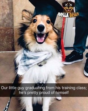 BELLA BEAD Our little guy graduating from his training class; he's pretty proud of himself