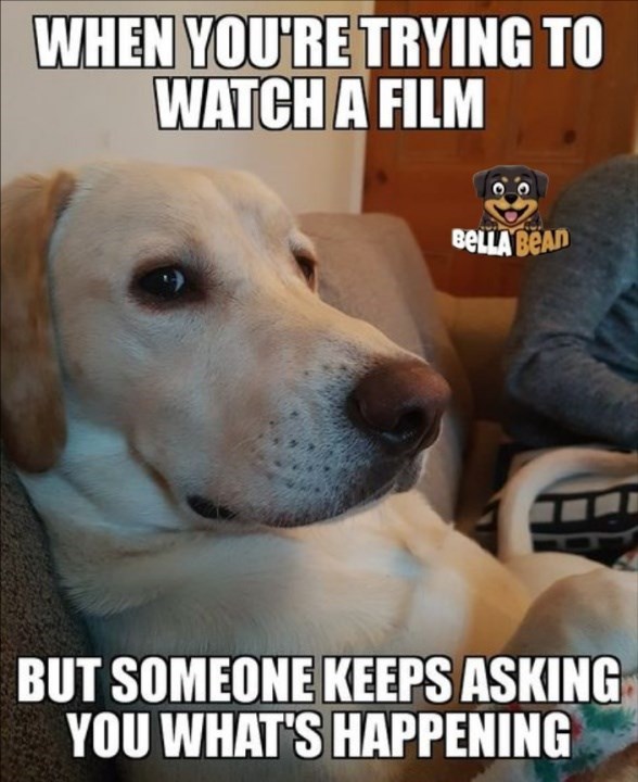 WHEN YOU'RE TRYING TO WATCH A FILM BELLA BEAD BUT SOMEONE KEEPS ASKING YOU WHAT'S HAPPENING