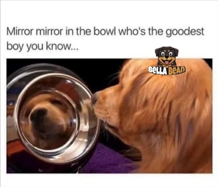 Mirror mirror in the bowl who's the goodest boy you know... BELLA BEAD