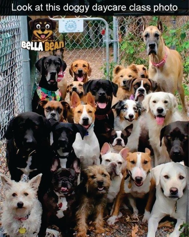 Look at this doggy daycare class photo BELLA BEAD