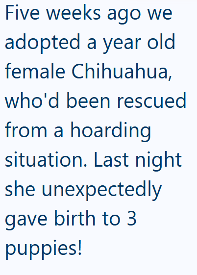 Five weeks ago we adopted a year old female Chihuahua, who'd been rescued from a hoarding situation. Last night she unexpectedly gave birth to 3 puppies!