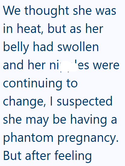 We thought she was in heat, but as her belly had swollen and her ni 'es were continuing to change, I suspected she may be having a phantom pregnancy. But after feeling