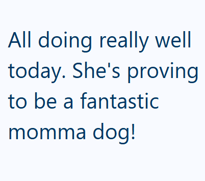 All doing really well today. She's proving to be a fantastic momma dog!