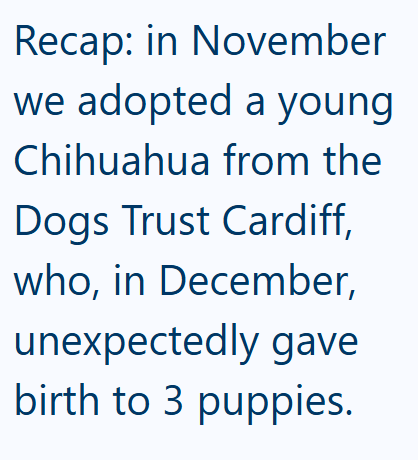 Recap: in November we adopted a young Chihuahua from the Dogs Trust Cardiff, who, in December, unexpectedly gave birth to 3 puppies.