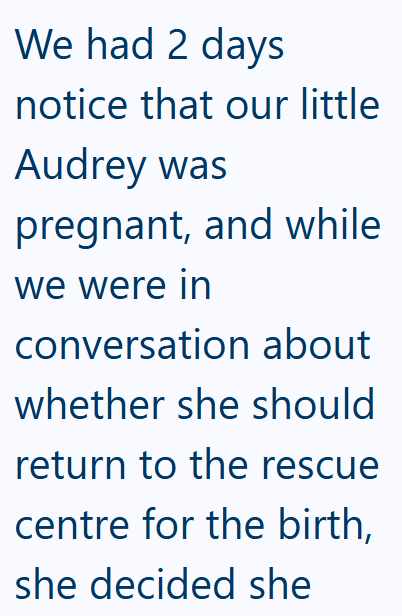 We had 2 days notice that our little Audrey was pregnant, and while we were in conversation about whether she should return to the rescue centre for the birth, she decided she