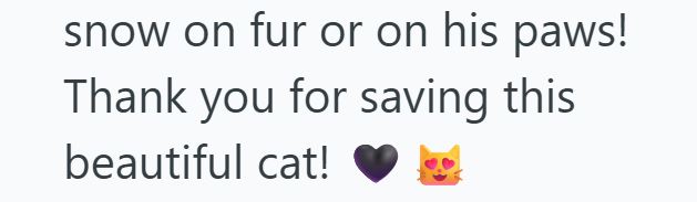 snow on fur or on his paws! Thank you for saving this beautiful cat!