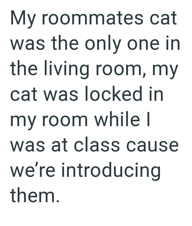 My roommates cat was the only one in the living room, my cat was locked in my room while I was at class cause we're introducing them.