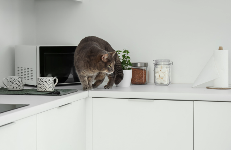 Cheezburger Image 10623504640