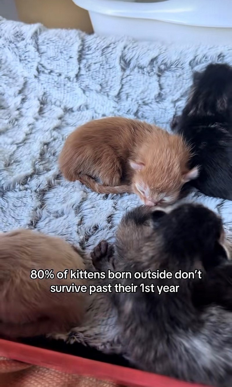 DAY 80% of kittens born outside don't survive past their 1st year