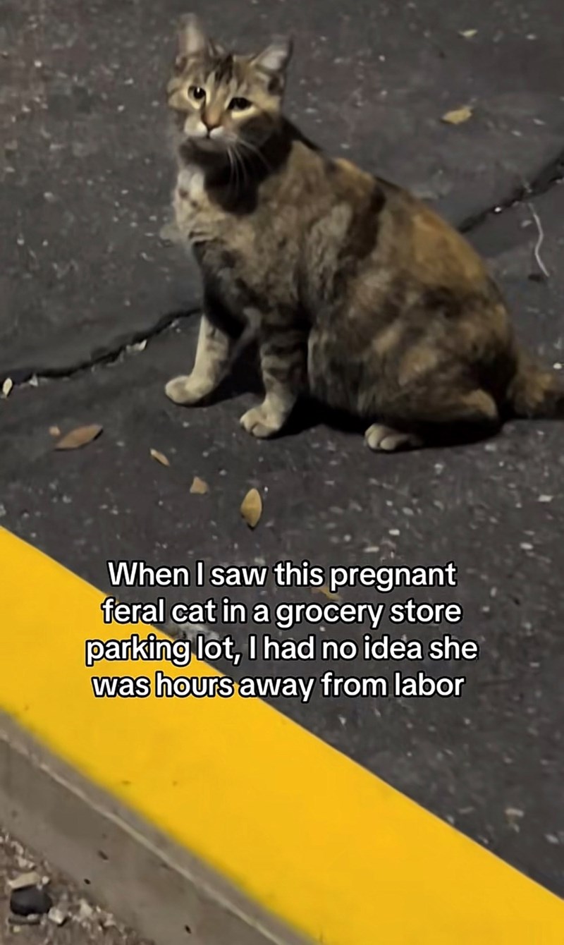 When I saw this pregnant feral cat in a grocery store parking lot, I had no idea she was hours away from labor