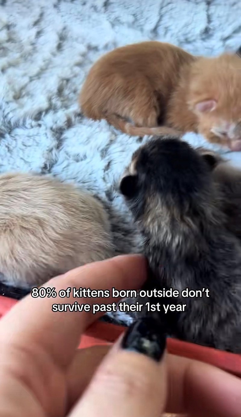 80% of kittens born outside don't survive past their 1st year